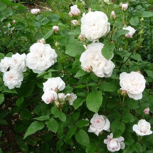 Rosa de fragancia moderadamente intensa - Rosa - La Tintoretta - 